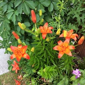 Meet your Posher, Sharon